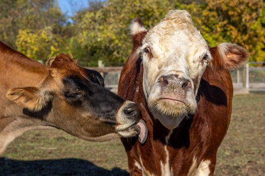 Gizmo and Argyle Print