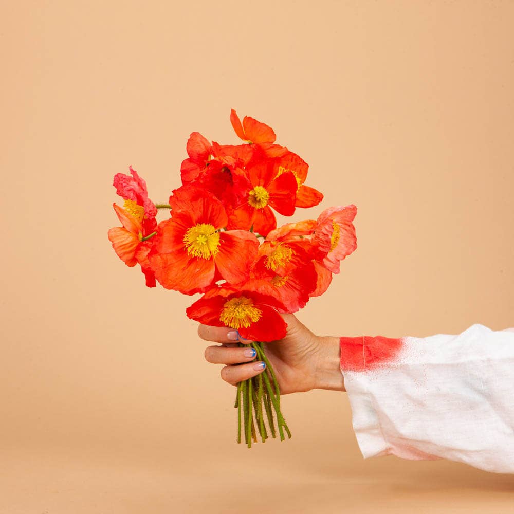 Champagne Bubbles Pink Iceland Poppy - 100 Seeds