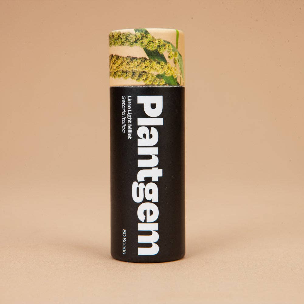 Limelight Millet - 100 Seeds