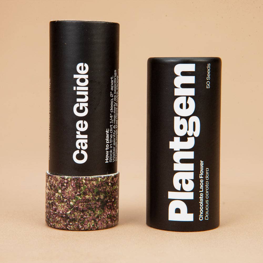 Chocolate Lace Flower - 100 Seeds