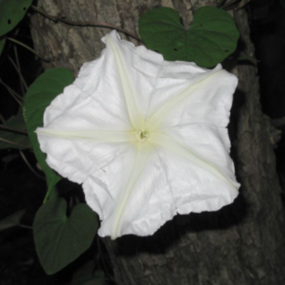 Moonflower (Does not ship to AZ) Garden