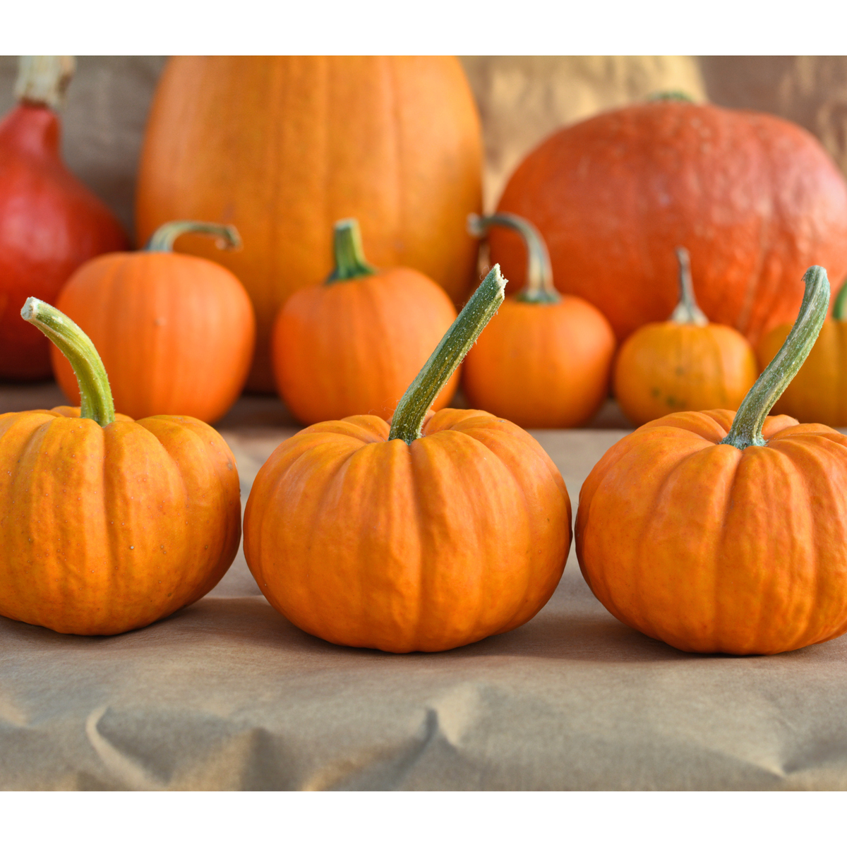 Jack Be Little Pumpkin Tarot Garden