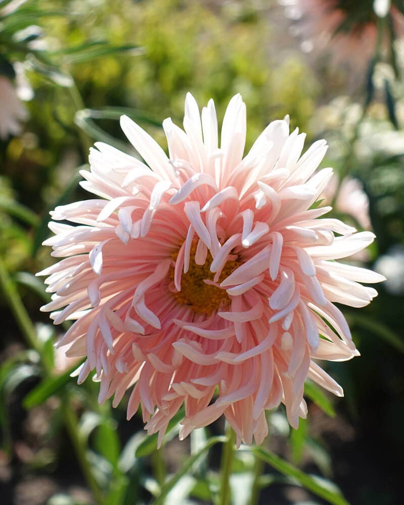 Tower Chamois Apricot Aster - 100 Seeds