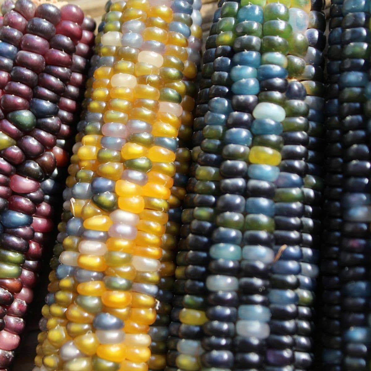 Glass Gem Corn Tarot Garden