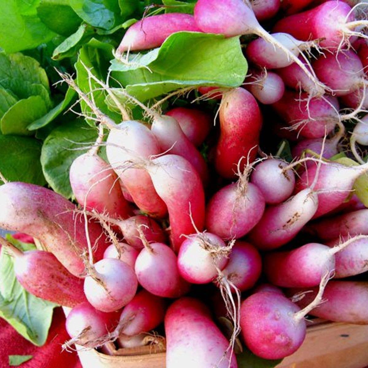 French Breakfast Radish Tarot Garden