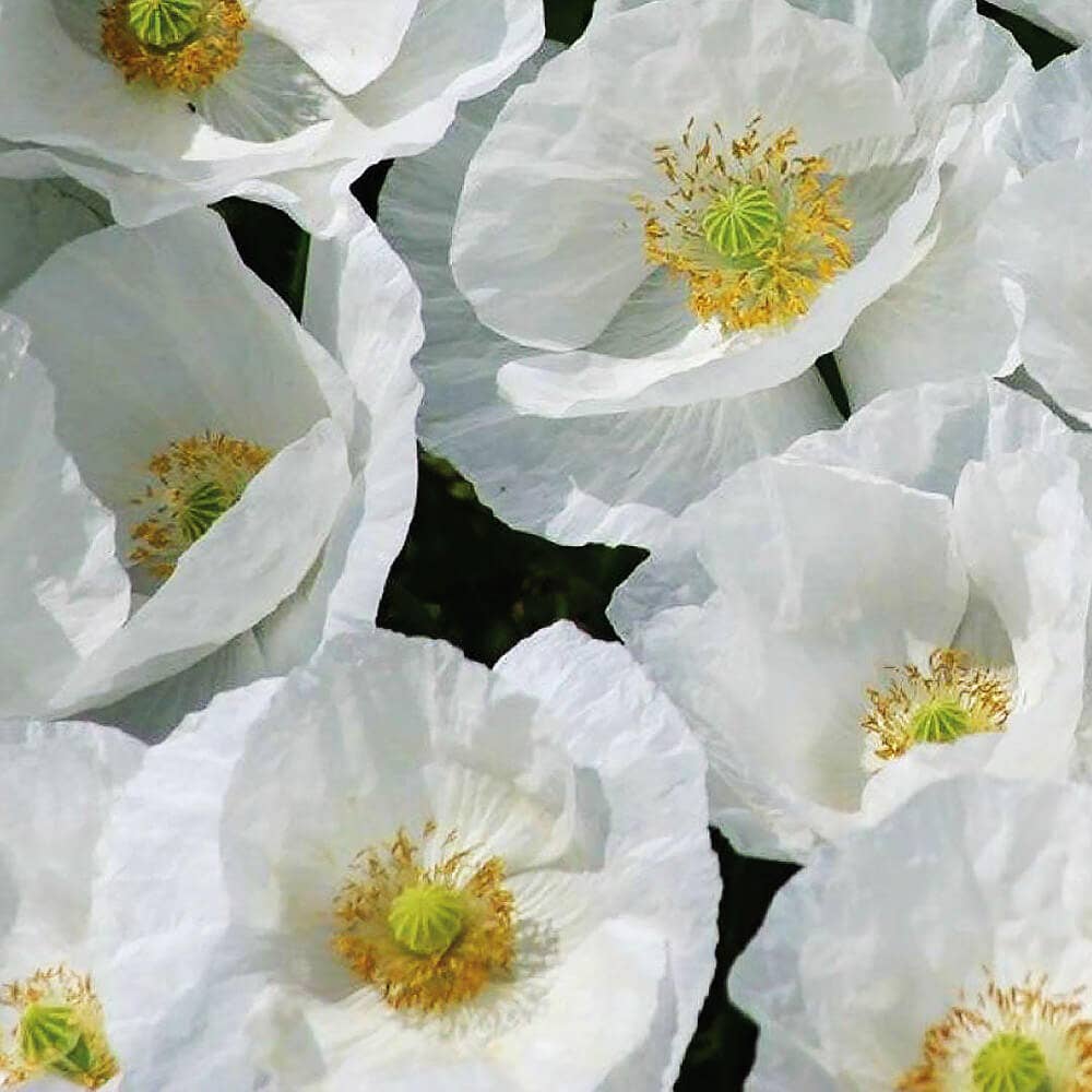 Shirley Poppy Bridal Silk - 100 Seeds