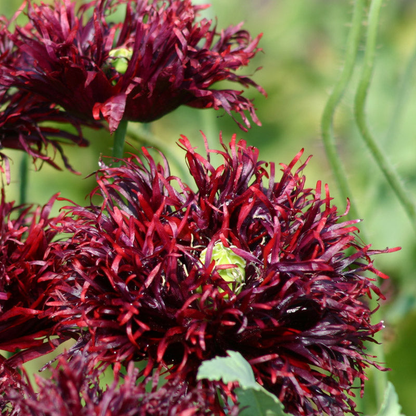 Black Swan Breadseed Poppy - 100 Seeds