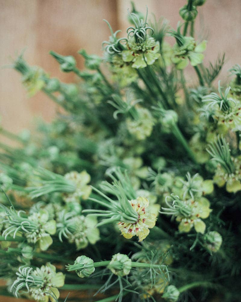 Transformer Nigella - 100 Seeds