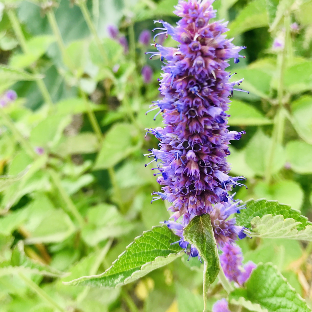 Lavender Lovers Tarot Garden