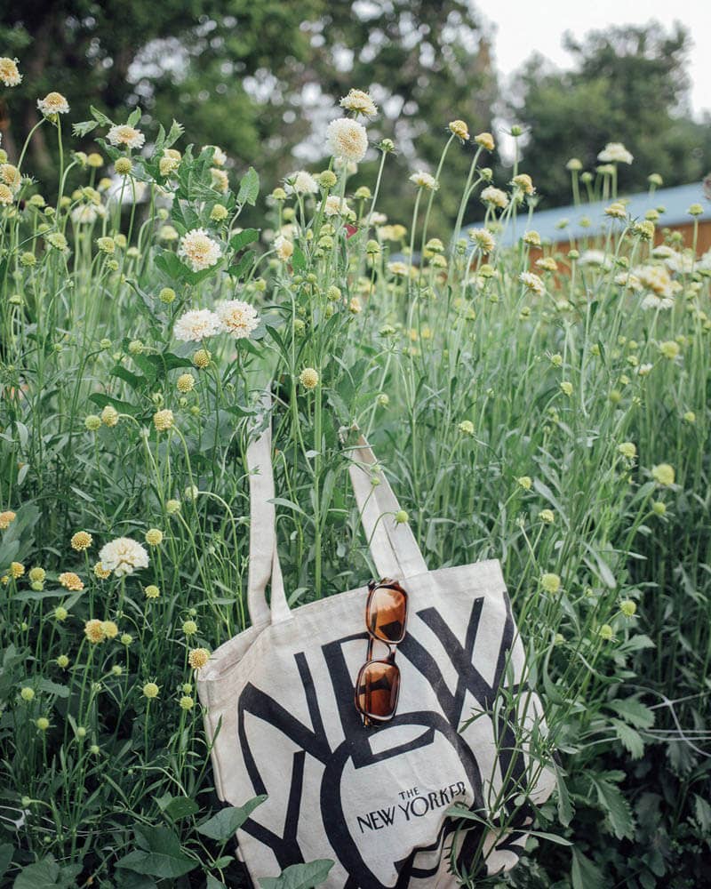 Scabiosa Fata Morgana - 50 Seeds