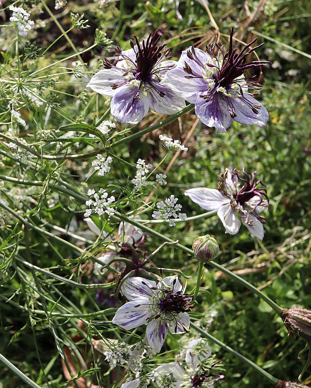 Love in a Mist Delft Blue - 100 Seeds