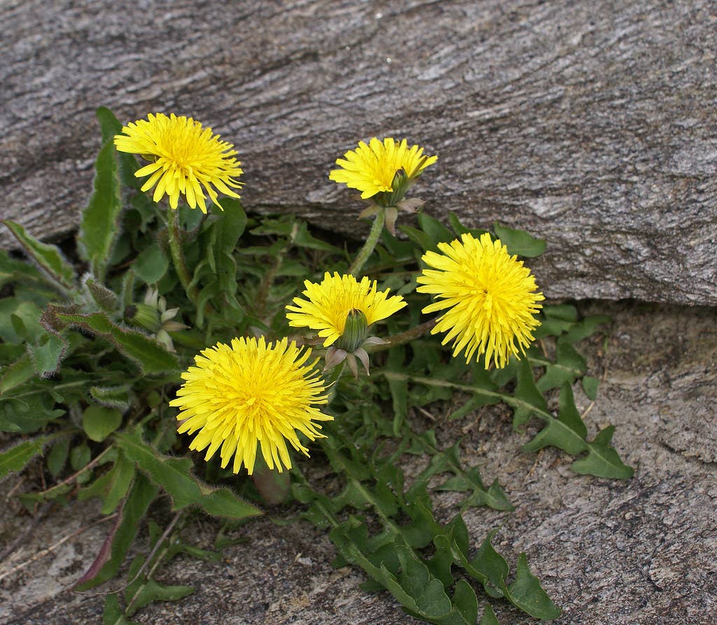 Dandelion Tarot Garden
