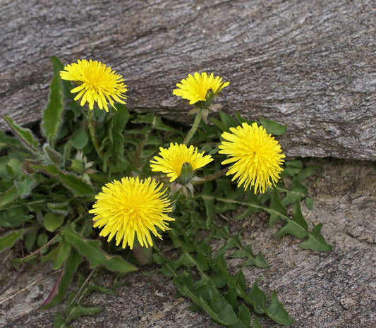 Dandelion Tarot Garden