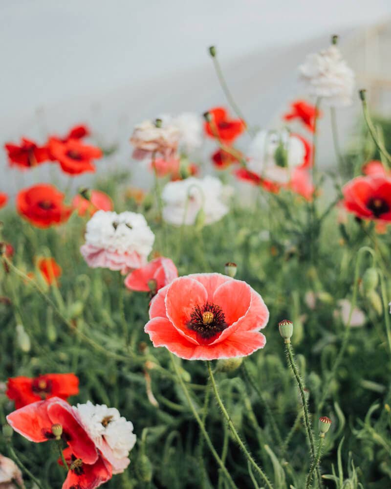 Shirley Poppy Mother of Pearl - 100 Seeds