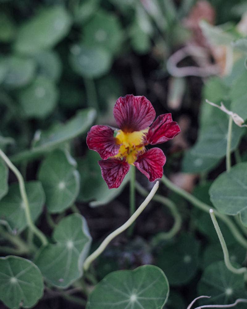 Purple Emperor Nasturtium - 25 Seeds