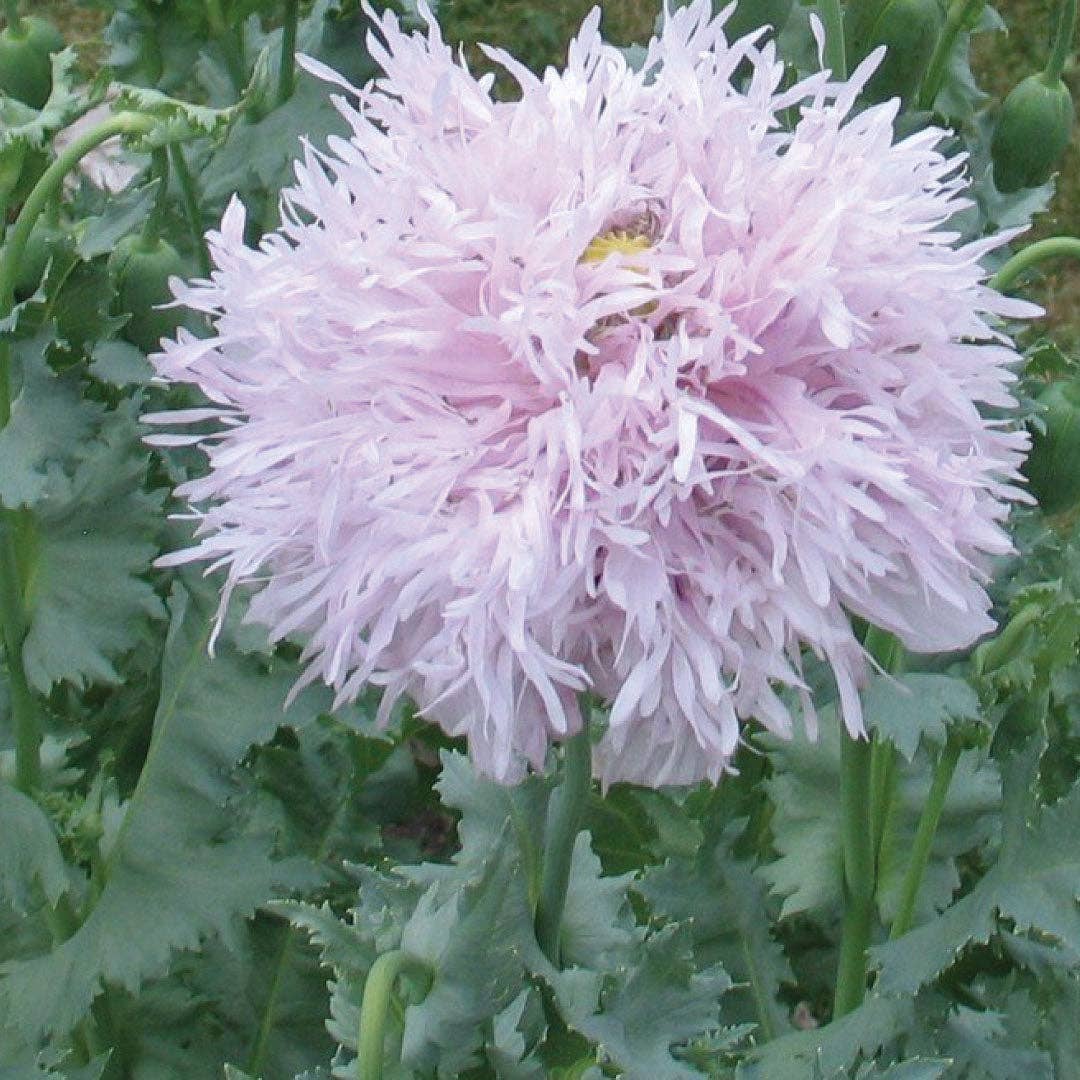 Breadseed Poppy Lilac Pompom - 50 Seeds