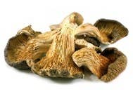 Dried Oyster Mushroom