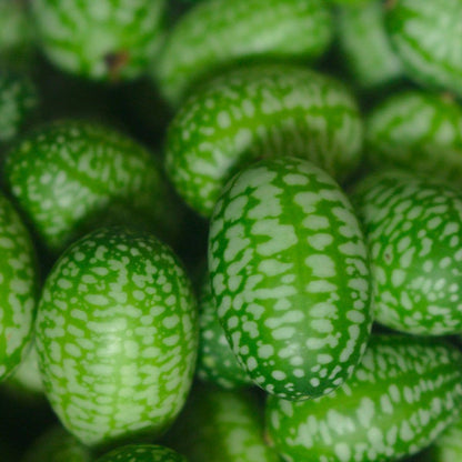 Mexican Sour Gherkin Cucumber Garden