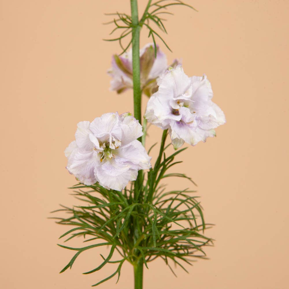 Smokey Eyes Larkspur - 100 Seeds
