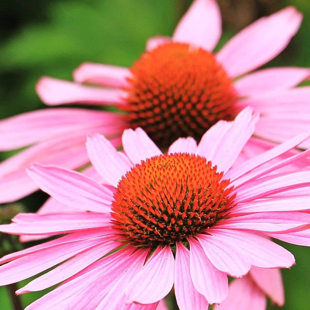 Strength in Echinacea Flower Tarot Garden