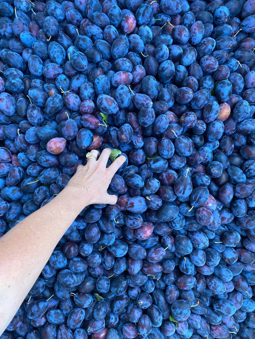 Island Plum Spoon Preserves