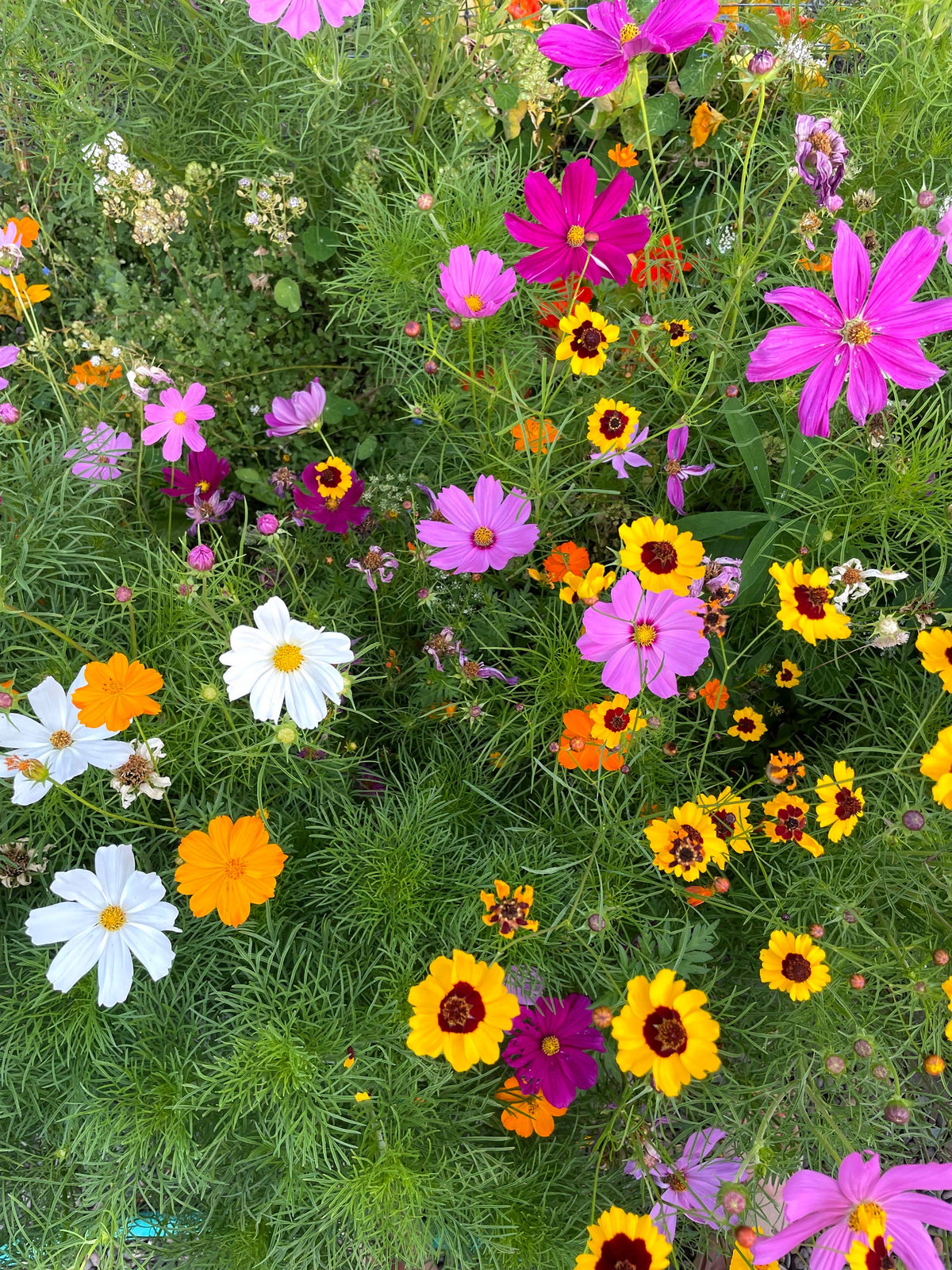 Wildflower Seeds 'Cut Flower Mix'