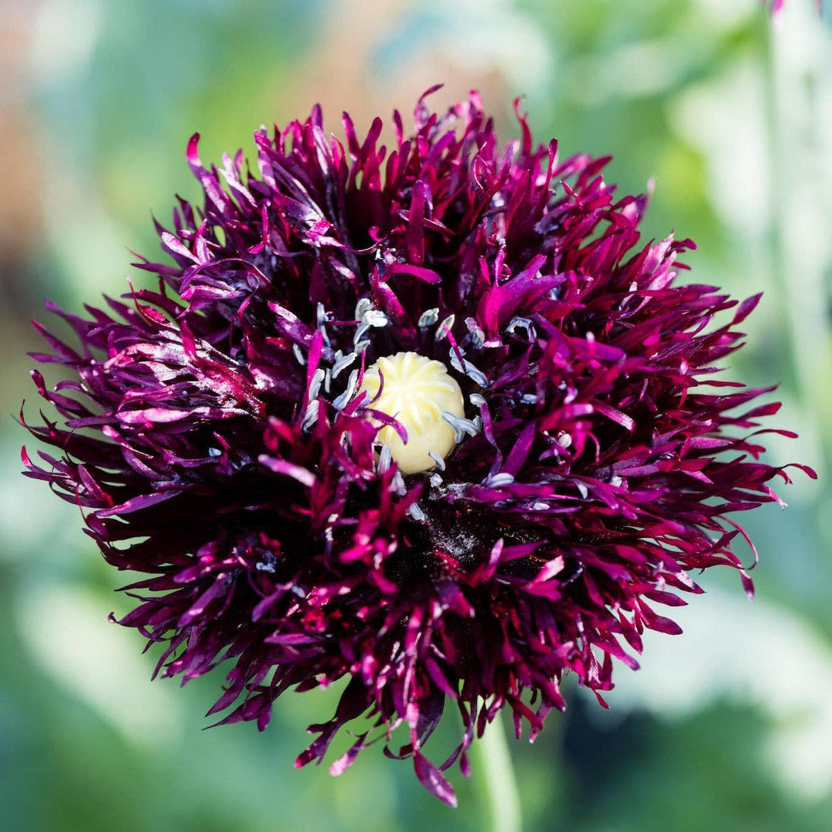 Black Swan Breadseed Poppy - 100 Seeds