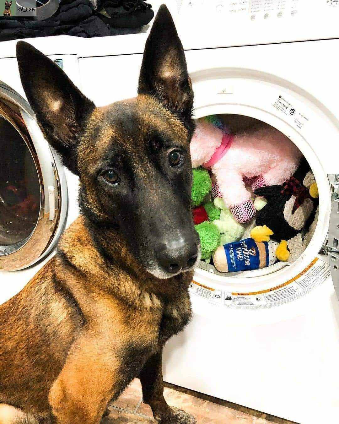 Pet Natural Laundry Detergent