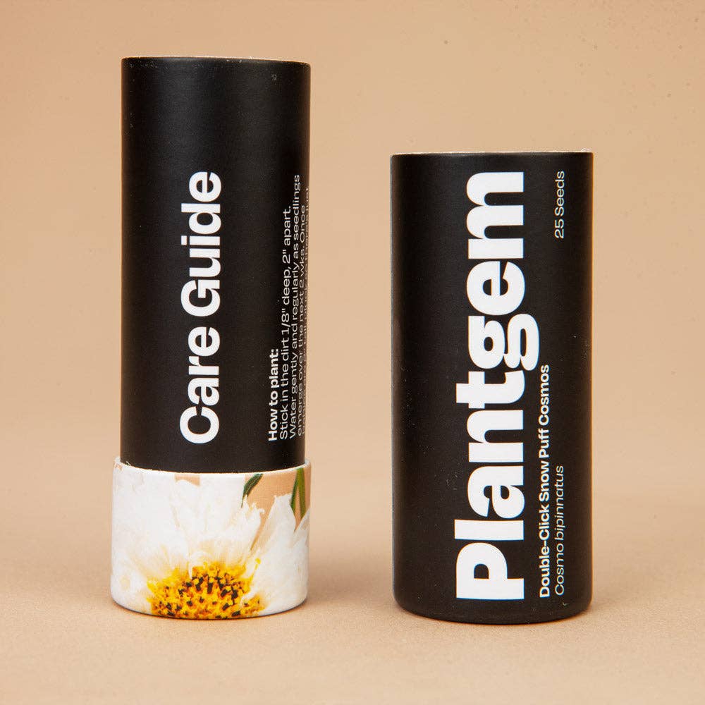 Double Click Snow Puff Cosmos - 50 Seeds