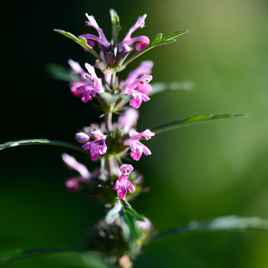 Motherwort Tarot Garden