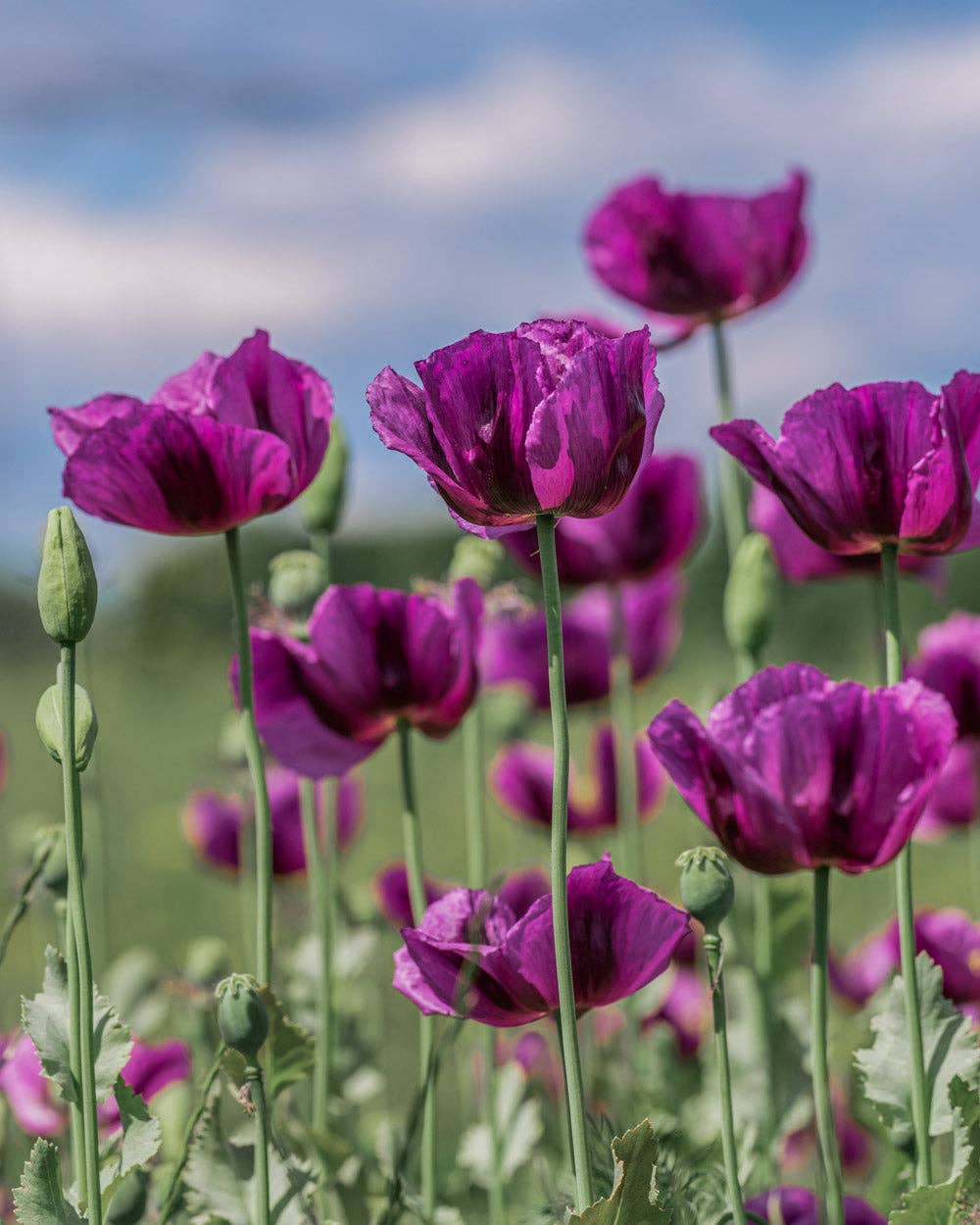 Hungarian Blue Breadseed Poppy - 25 Seeds