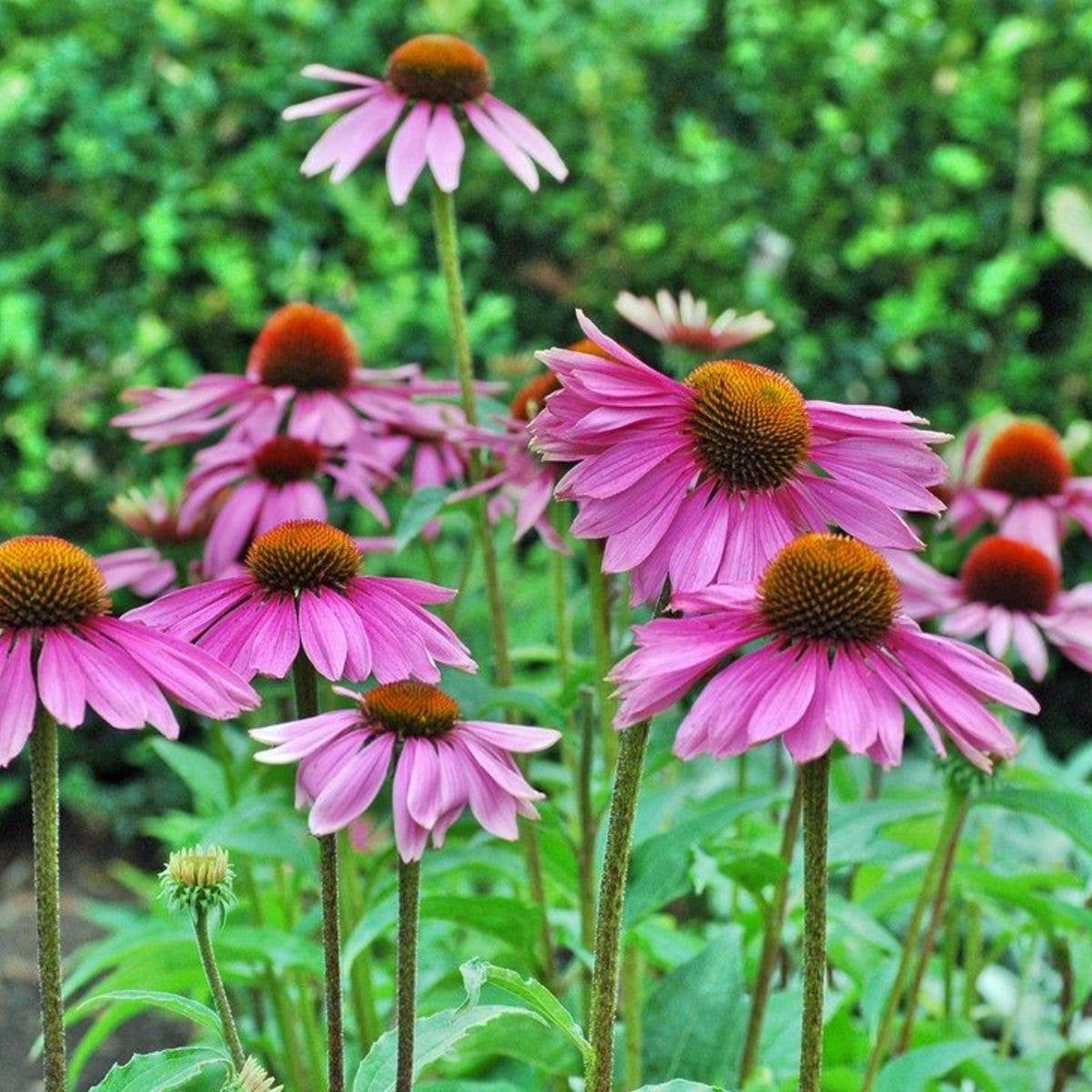 Strength in Echinacea Flower Tarot Garden
