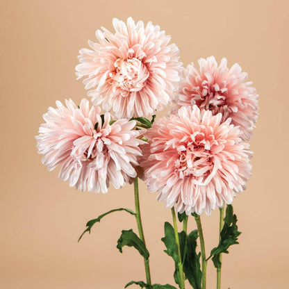Tower Chamois Apricot Aster - 100 Seeds