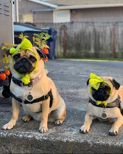 Earth-Friendly Poop Bags