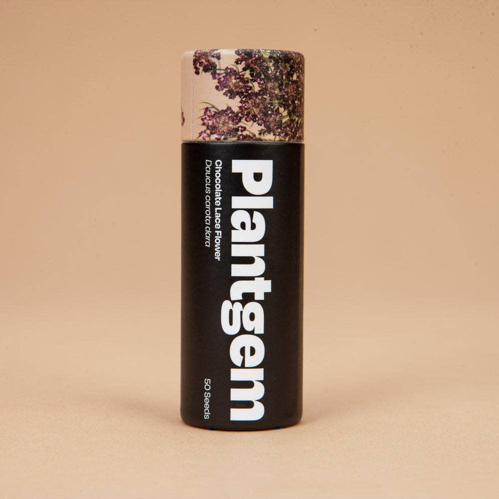 Chocolate Lace Flower - 100 Seeds