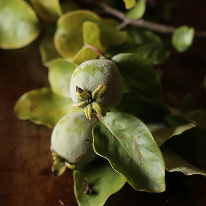 Quince Shrub