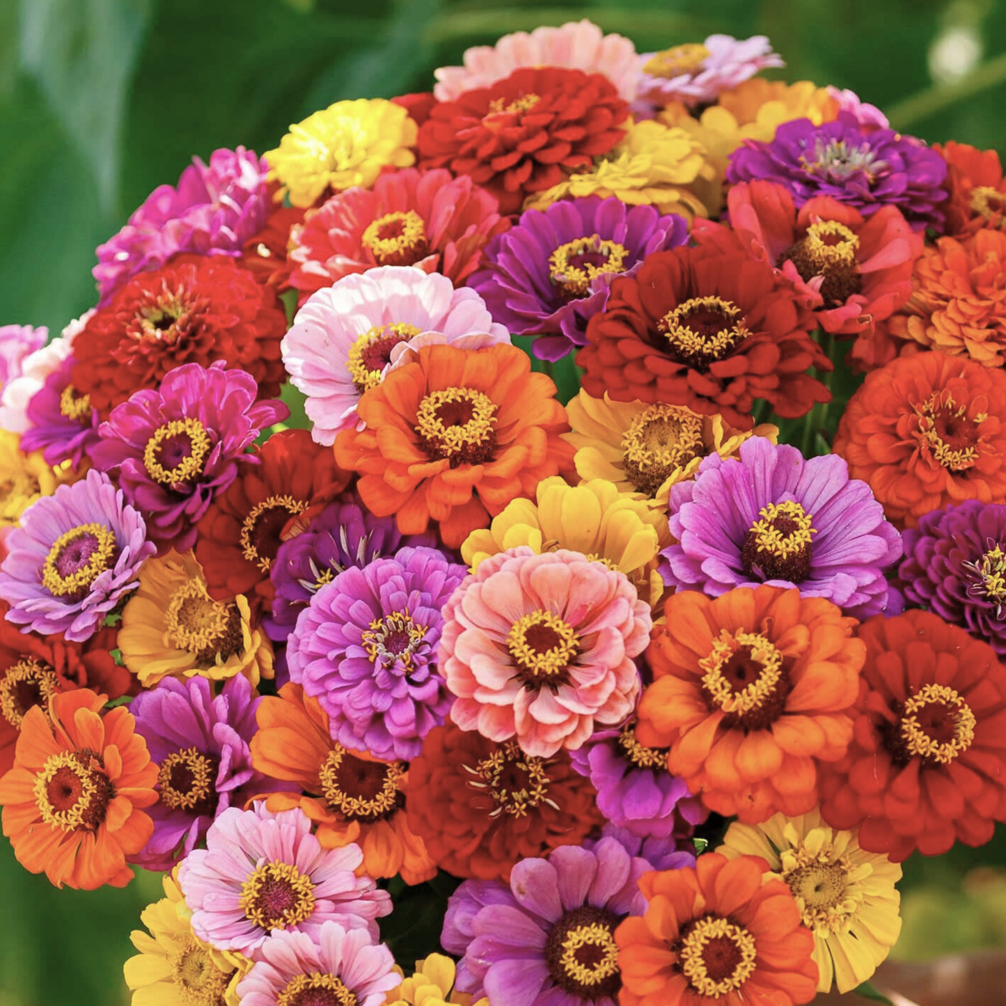 Illumination Zinnia Tarot Garden