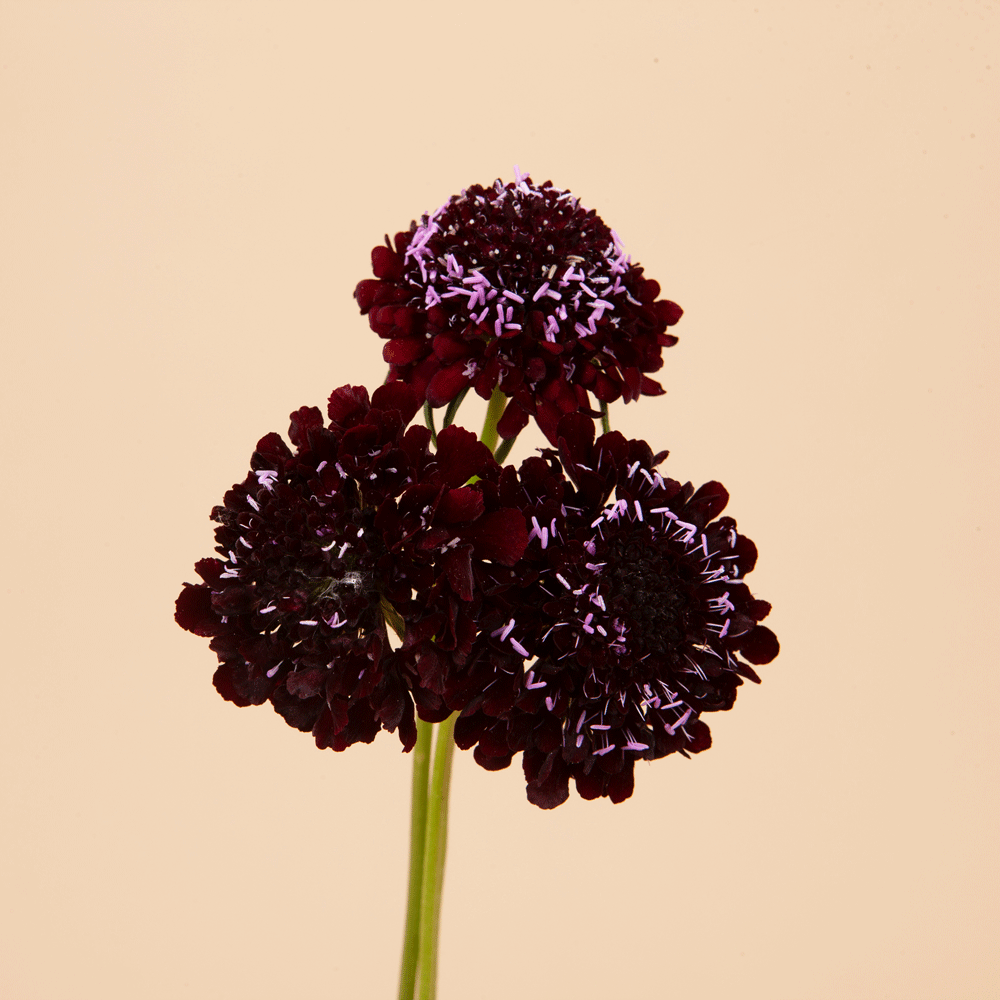 Scabiosa Black Knight - 100 Seeds