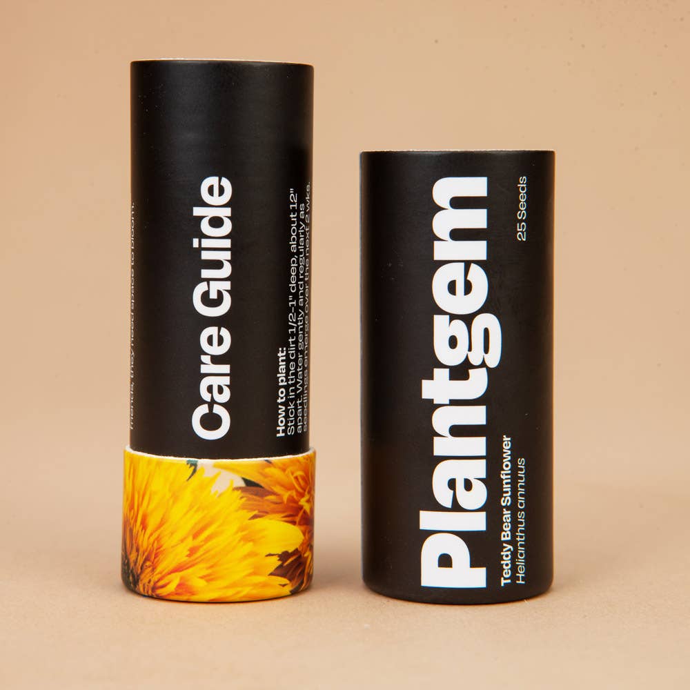 Teddy Bear Sunflower - 50 Seeds