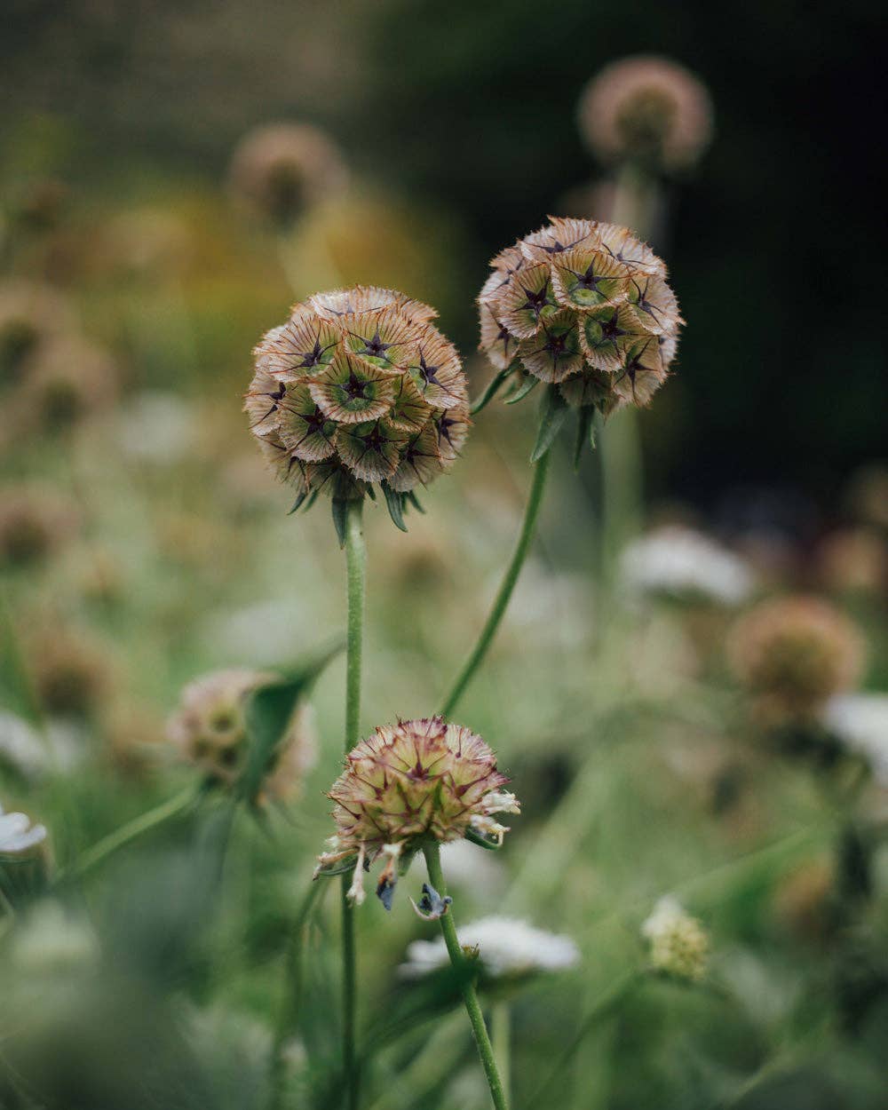 Starflower Scabiosa - 100 Seeds