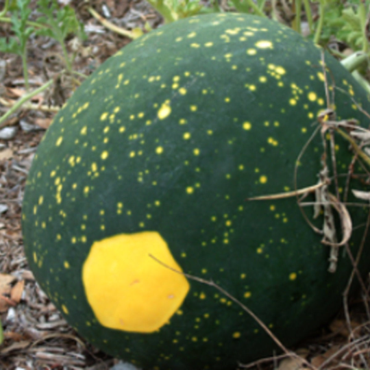 Moon and Stars Watermelon Tarot Garden
