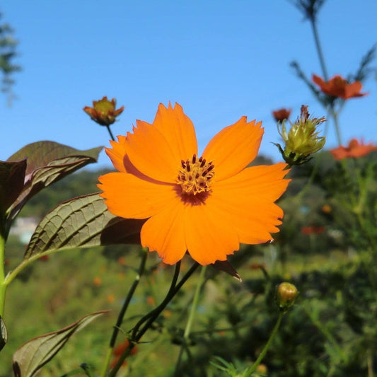 Diablo Cosmos Tarot Garden