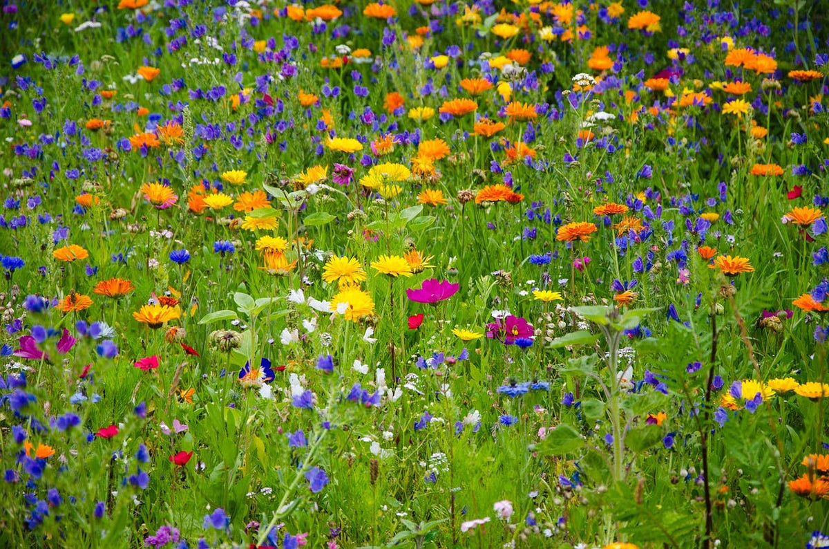 Wildflower Seeds 'Honeybee Mix'