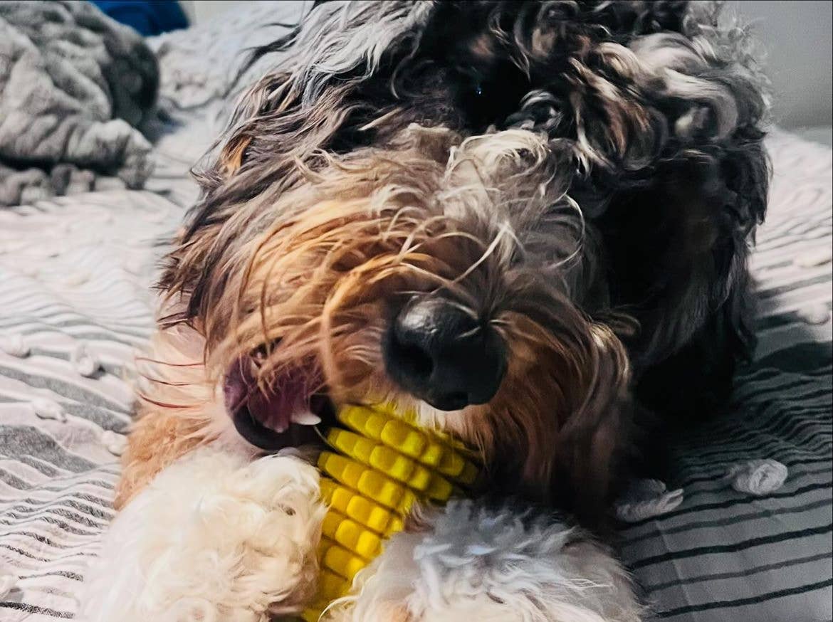 Corn-Shaped Dental Chew Dog Toy
