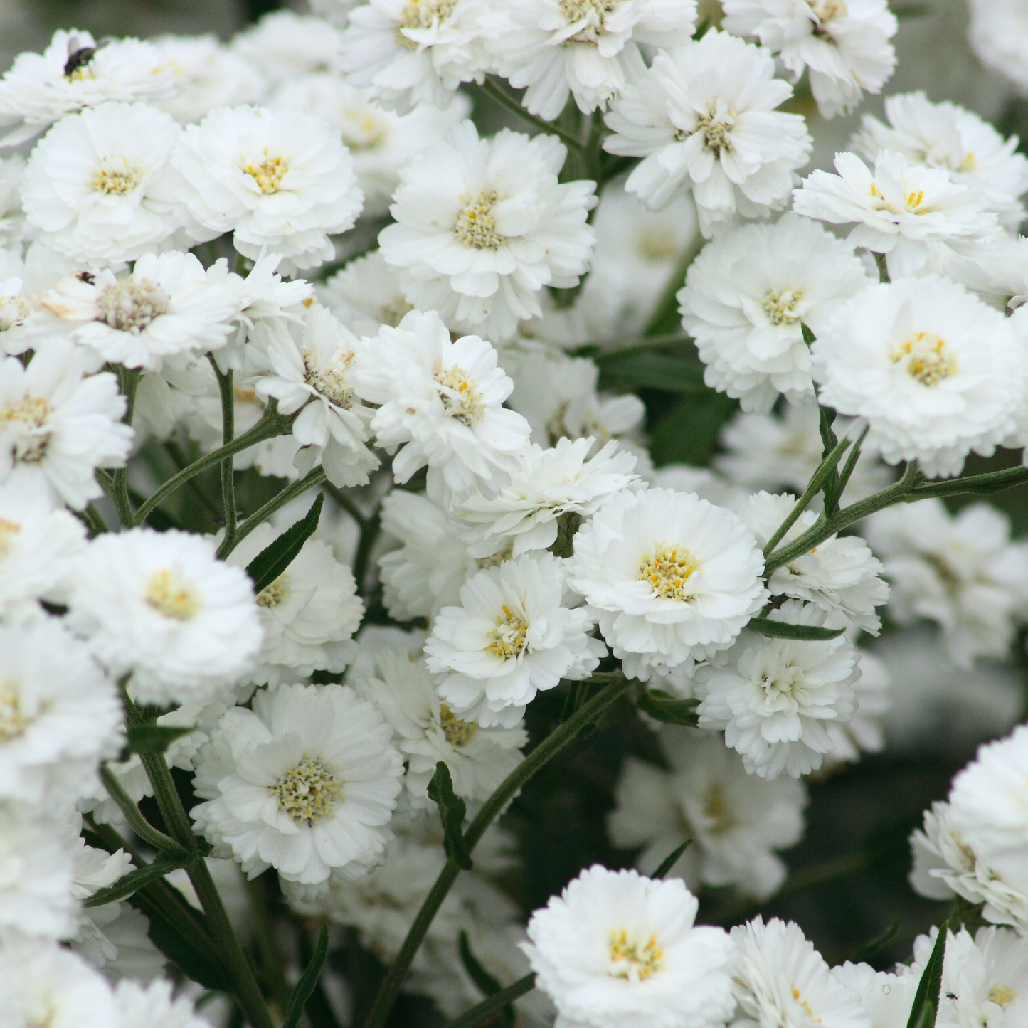 Pearl Yarrow Tarot Garden
