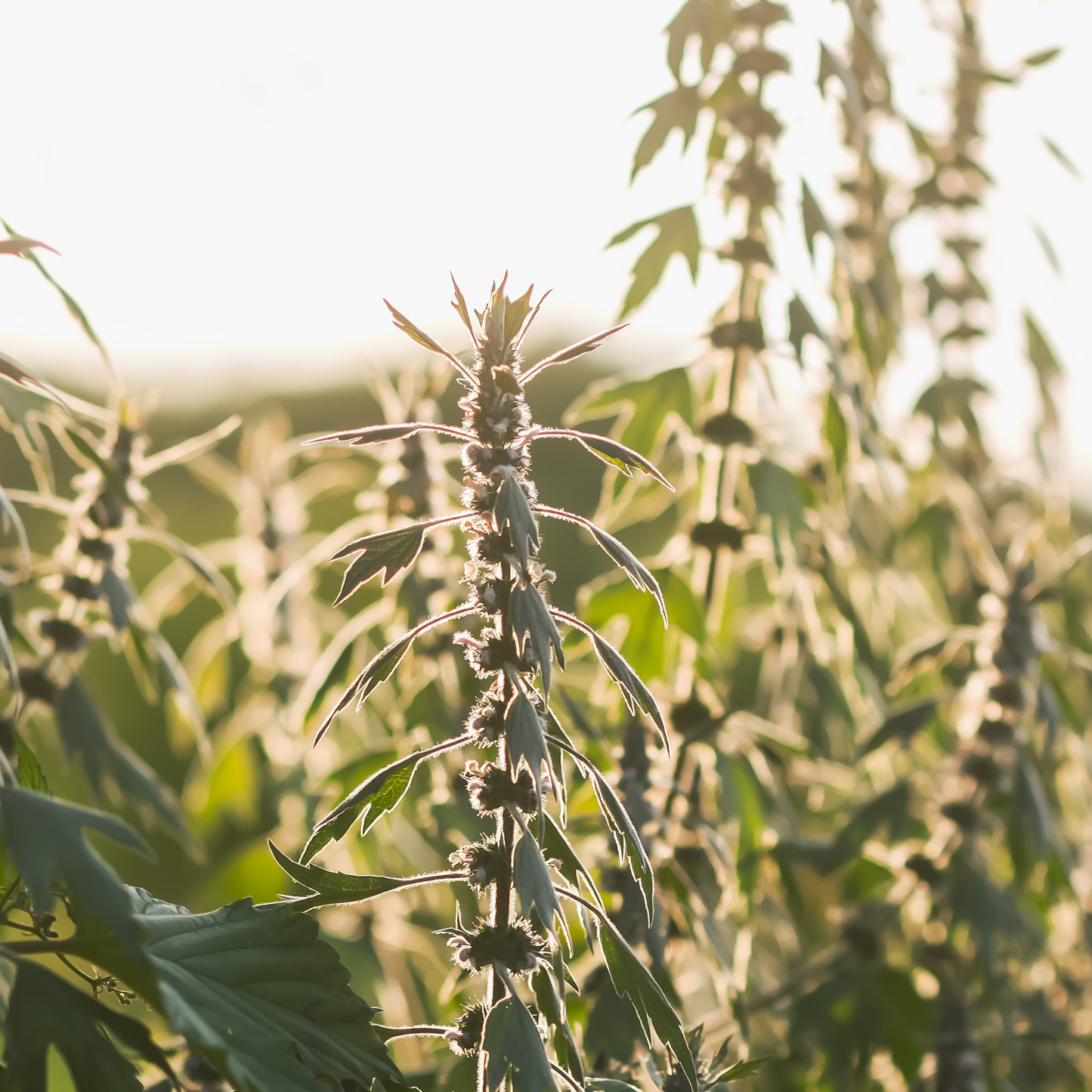 Motherwort Tarot Garden