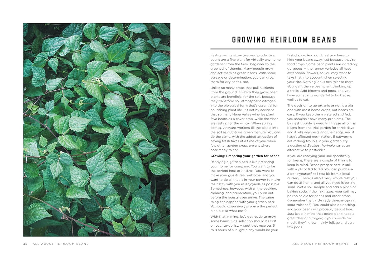 The Rancho Gordo Heirloom Bean Guide by Steve Sando and Julia Newberry