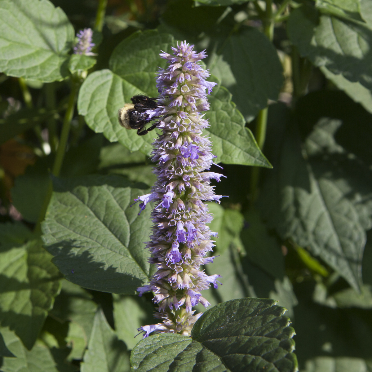 Lavender Lovers Tarot Garden
