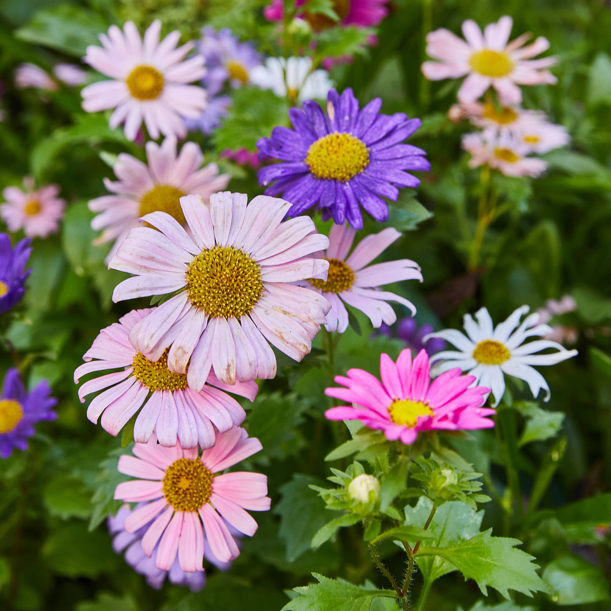 Flower Seed Pop