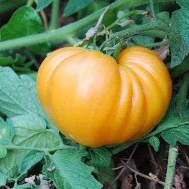 Dr. Wyche's Yellow Tomato Tarot Garden